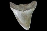 Juvenile Megalodon Tooth - Georgia #90734-1